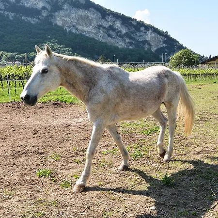 Agritur Girasole Kır Evi *