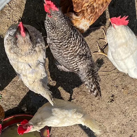 Agritur Girasole Kır Evi *